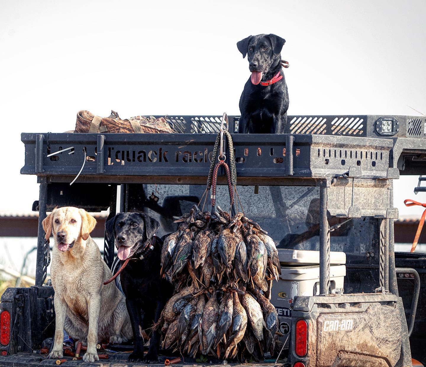 A morning's haul. Three retrievers. One rig.